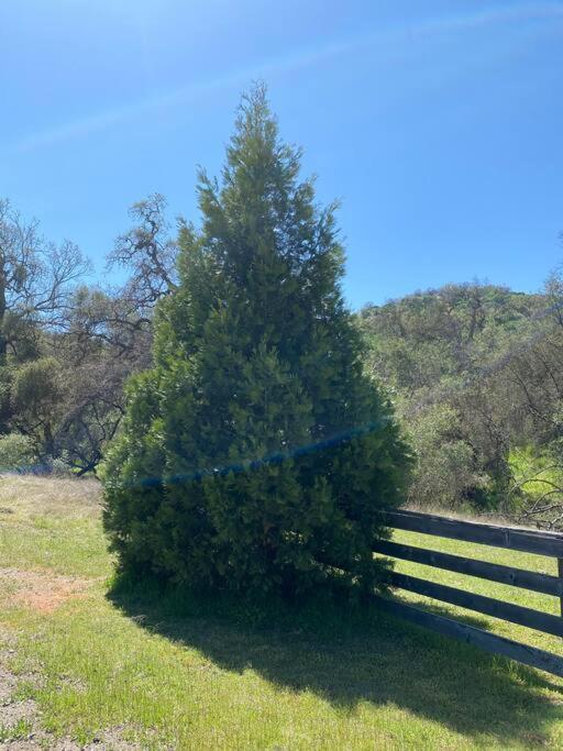 Waxberry Getaway Sequoia/Kings Canyon National Pks Yokuts Valley  Ngoại thất bức ảnh