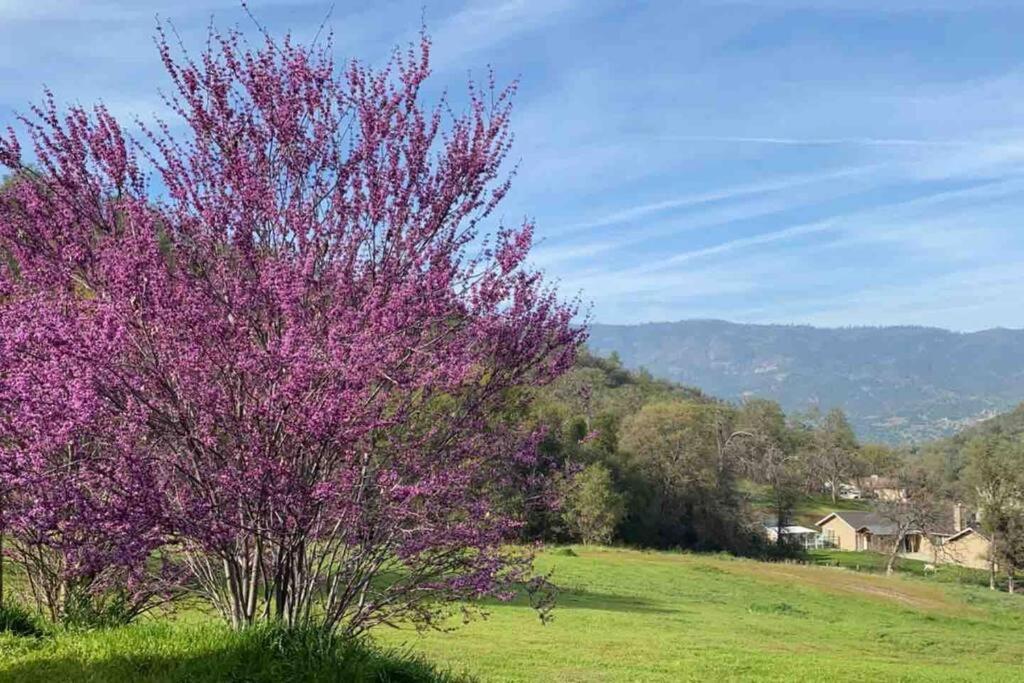 Waxberry Getaway Sequoia/Kings Canyon National Pks Yokuts Valley  Ngoại thất bức ảnh