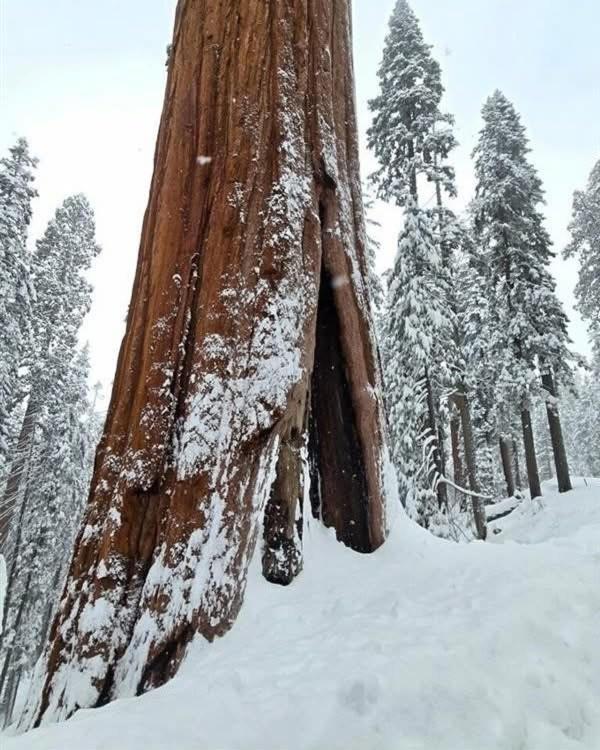 Waxberry Getaway Sequoia/Kings Canyon National Pks Yokuts Valley  Ngoại thất bức ảnh